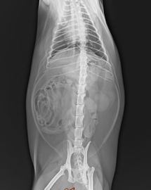 فيلم PET Medical X Ray التشخيص التشخيصي للشفافية قاعدة بيضاء 25 × 30 سم